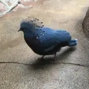 Niko