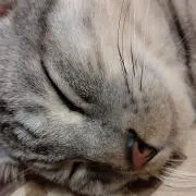 しらす