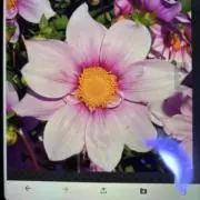 dahlia