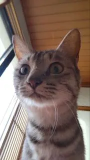そらじろーの画像
