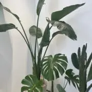 はるんの画像