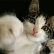 ひでたん