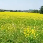 ひなた