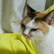 ねこチョコの画像