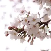 すす　土日発送遅れます！の画像