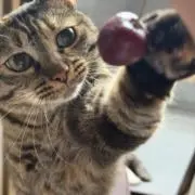 VVINの画像