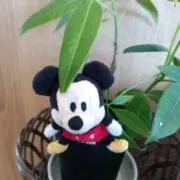 ハナミズキの画像