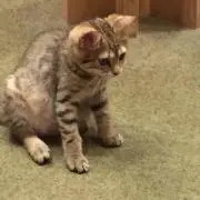 だいすけ
