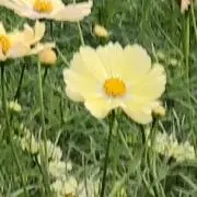 はなの画像