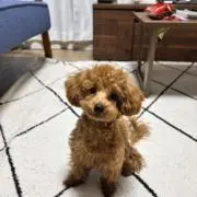 いのぴー