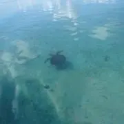 みみ