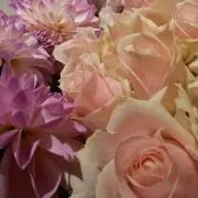 ももよの画像