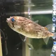 あきのの画像