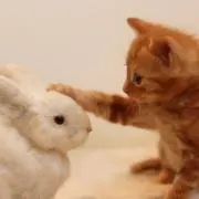 あさやんの画像