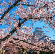 さきの画像