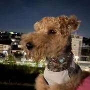りぽぴぃの画像
