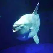 まんぼうの画像