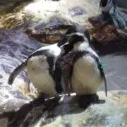 さくらの画像