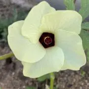 モトヤスママの画像