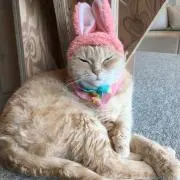 とみーの画像