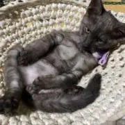 るる