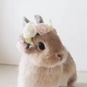 ウサギ25の画像