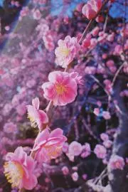 あおのの画像
