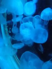 sの画像
