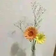 ぽんすけの画像
