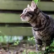 ninjanekoの画像