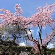 さっちの画像