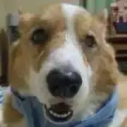かみきれ