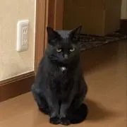 くろねこ⁉︎の画像