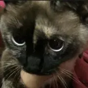 むぎ