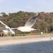 かる