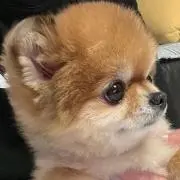 ぴよ