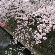 ここりん