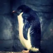 すとりの画像