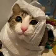 ちぃの画像