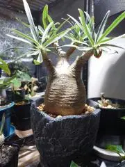 44plantsの画像