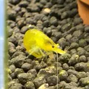 えびこ