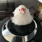 peachの画像