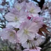 nok.の画像