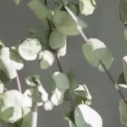 ‪ꔛ‬‪ꔛ‬の画像