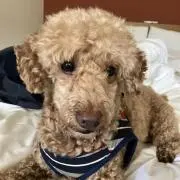 Sironekoの画像