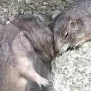 えびすの画像