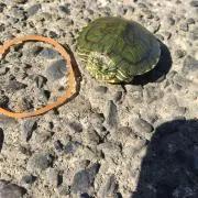 kame　プロフ確認の画像