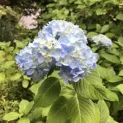 momoの画像
