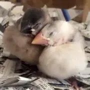 みほりん