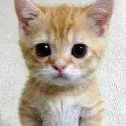 きらきら✨の画像